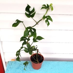 Rhaphidophora Tetrasperma | 3.5" pot REHAB